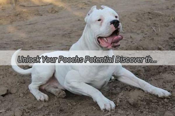 Unlock Your Poochs Potential Discover the Best Pet Worming Solutions in Jining